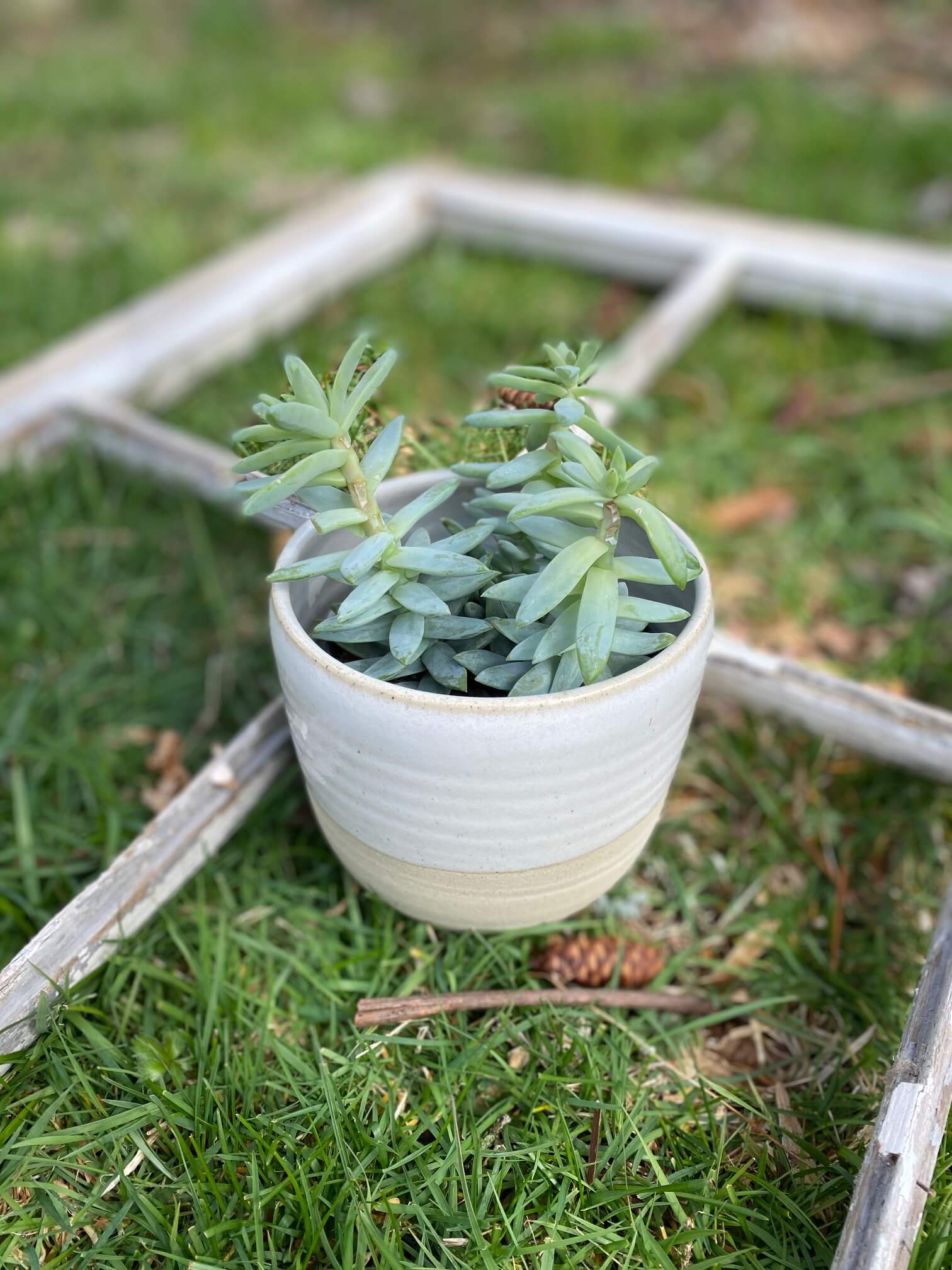 coastal pot plants Coastal Planter