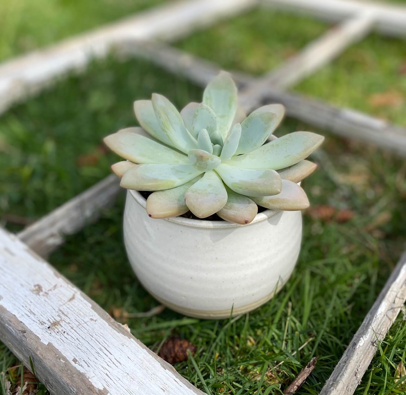 coastal plants for pots Coastal Planter
